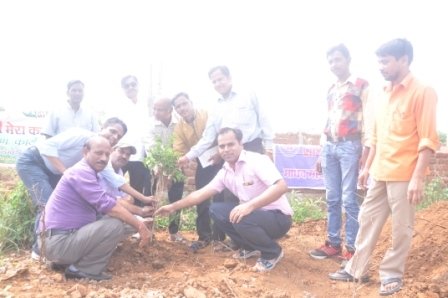 Tree Plantation